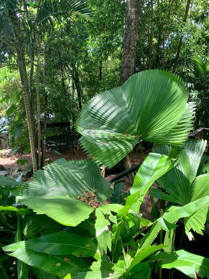 Cairns Rainforest Retreat Extérieur photo